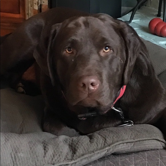 Meet your Posher, Meredith - Picture 4 of 5